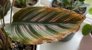 Brązowe końcówki liści